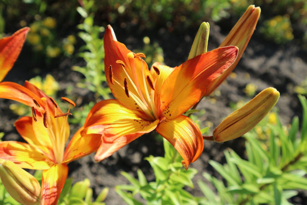 Lilia azjatycka 'Cancun'