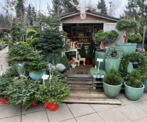 ESKA UBIERZE CI CHOINKĘ 2025