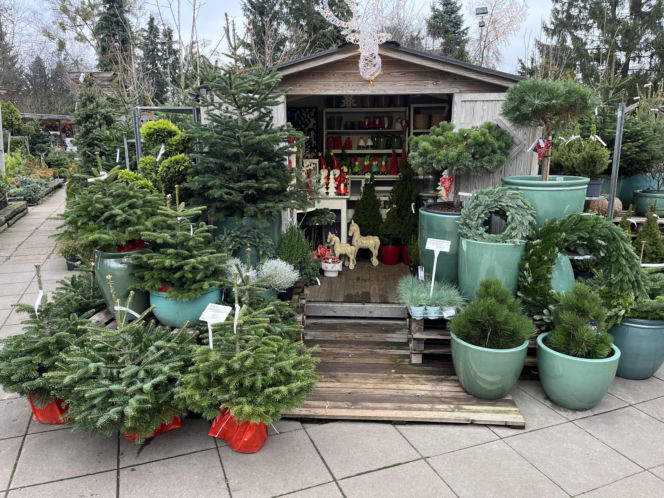 ESKA UBIERZE CI CHOINKĘ 2025