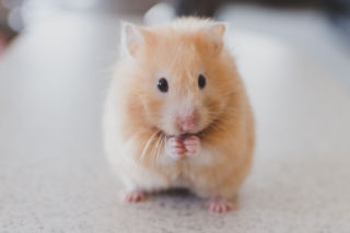 Płatny urlop na opiekę nad chomikiem, psem lub kotem. To nie jest żart