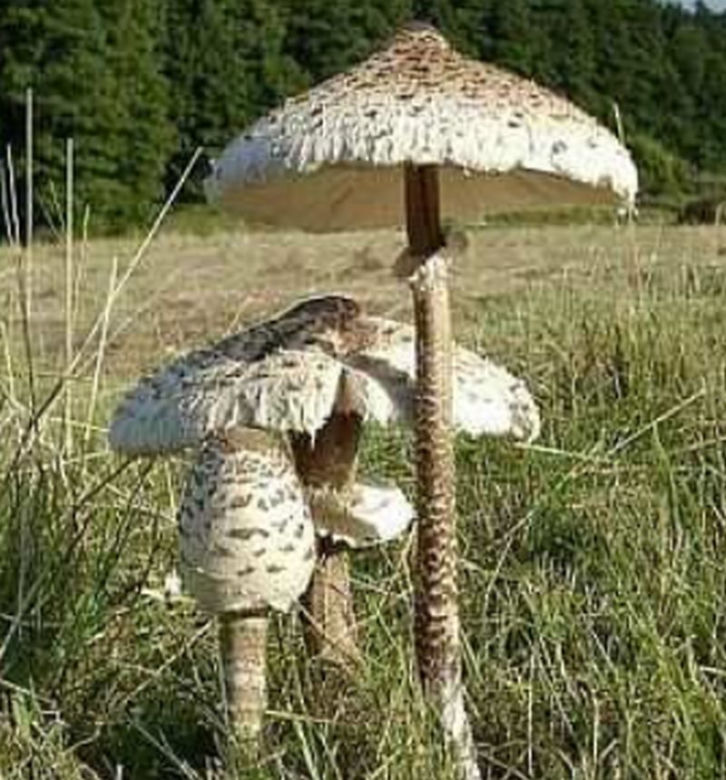 Grzyby jadalne