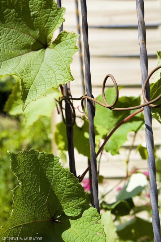 Jak pnacza czepiaja sie podpor