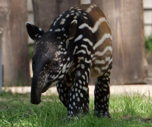 Historyczne narodziny w płockim zoo. To pierwszy urodzony w Polsce tapir malajski!