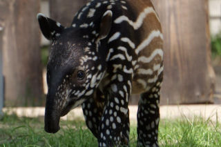 Historyczne narodziny w płockim zoo. To pierwszy urodzony w Polsce tapir malajski!