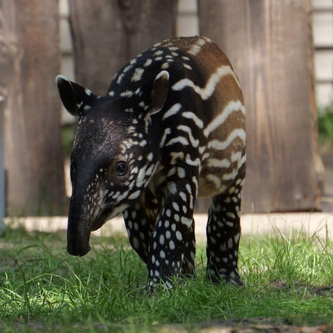 Historyczne narodziny w płockim zoo. To pierwszy urodzony w Polsce tapir malajski!