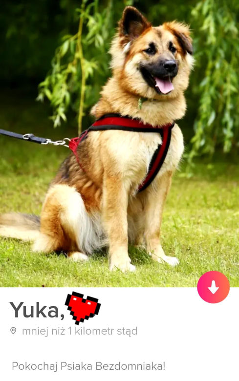 Bezdomne psiaki szukają nowego domu na Tinderze. To nowa akcja organizacji "Bieg na sześć łap"