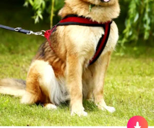 Bezdomne psiaki szukają nowego domu na Tinderze. To nowa akcja organizacji Bieg na sześć łap