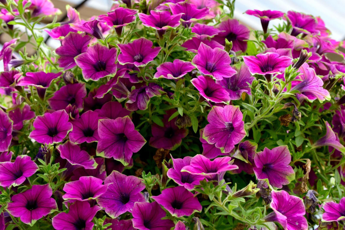 Supertunia