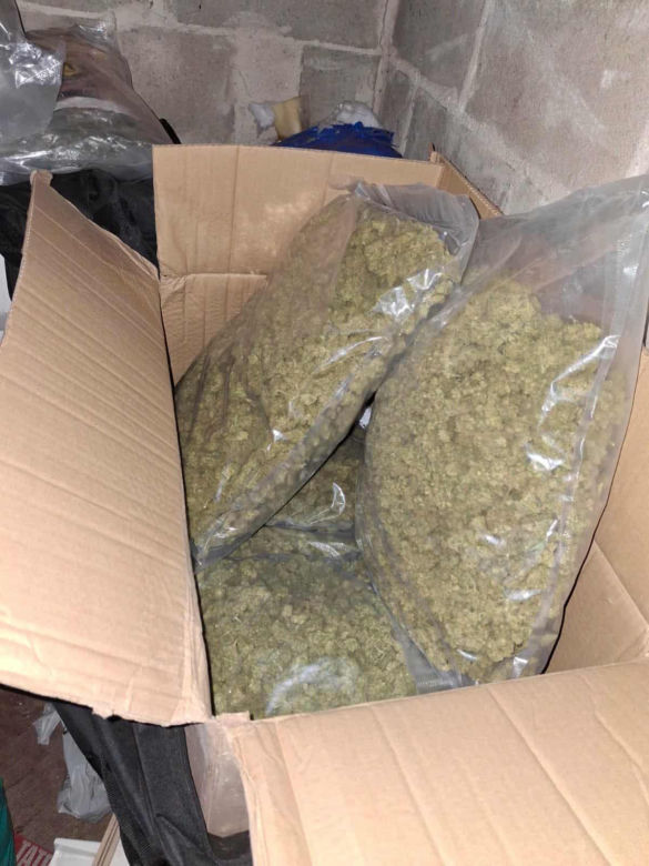 Prawie 40 kilogramów narkotyków i dwie duże plantacje. Dwaj zatrzymani w Starachowicach i gminie Brody
