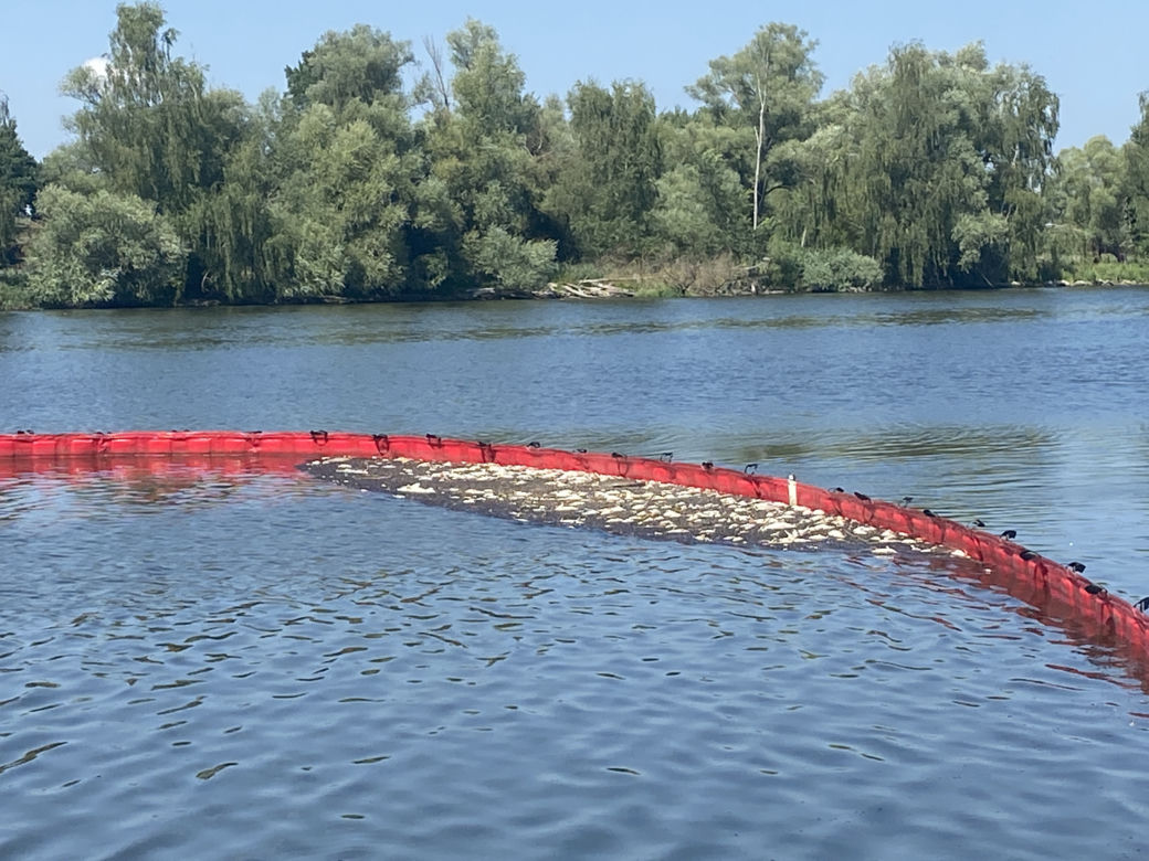 Katastrofa ekologiczna na Odrze. W Gryfinie i Żabnicy trwa stawianie zapór na rzece [ZDJĘCIA]