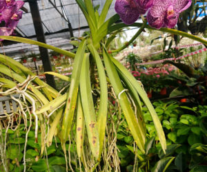 Storczyk Vanda