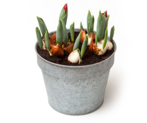 pedzenie-tulipanow