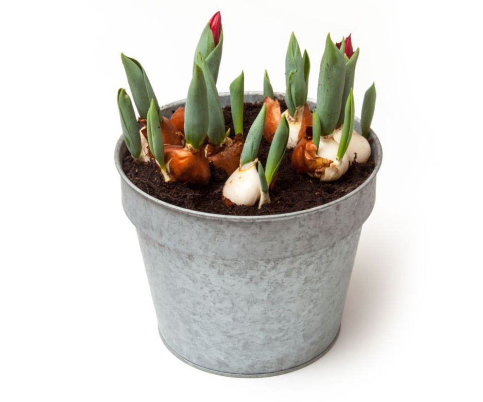 pedzenie-tulipanow