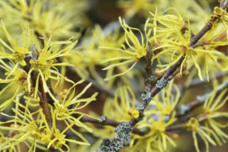 Oczar wirginijski - Hamamelis virginiana