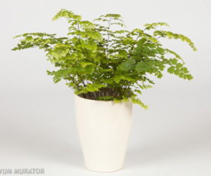 paprotka-adiantum