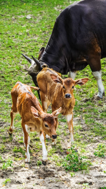 We wrocławskim zoo urodziły się dwa bantengi jawajskie