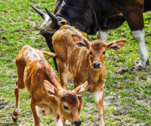 We wrocławskim zoo urodziły się dwa bantengi jawajskie