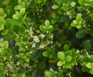 Ostrokrzew karbowanolistny