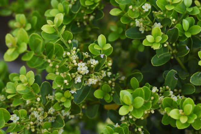 Ostrokrzew karbowanolistny