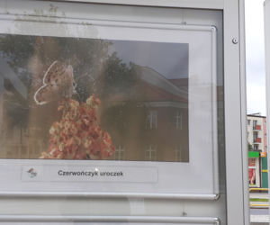 Wystawa zdjęć motyli i ciem w iławskiej Galerii Jazzowej