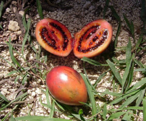 Ten egzotyczny owoc przywędrował z Ameryki Południowej. Wspiera odporność, a do tego ma niski indeks glikemiczny