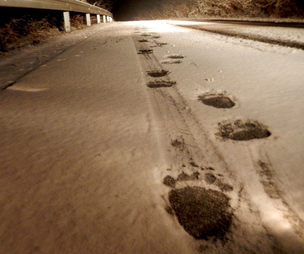 BIESZCZADY: Stary niedźwiedź mocno śpi? Jeszcze niekoniecznie