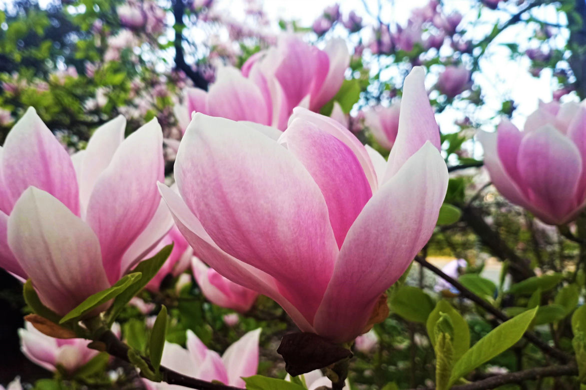 Magnolie w Szczecinie