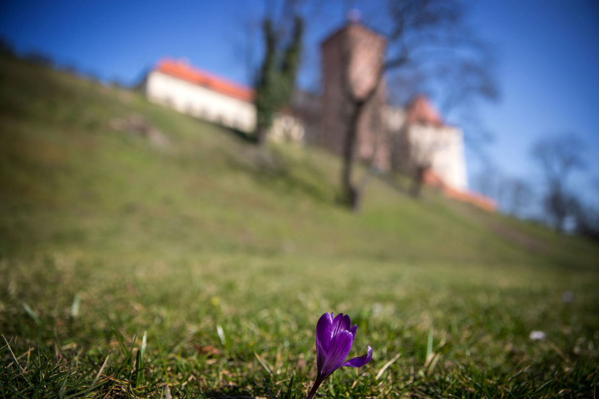 Eksplozja wiosny w Krakowie. Pod Wawelem zakwitły krokusy!