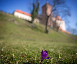 Eksplozja wiosny w Krakowie. Pod Wawelem zakwitły krokusy!