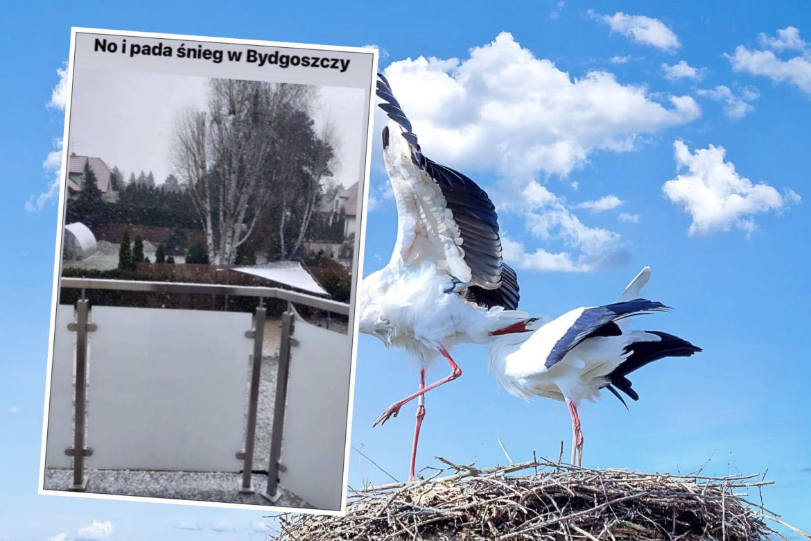 Bocian wywołał uśmiech na twarzy internautów. Pokochali go!