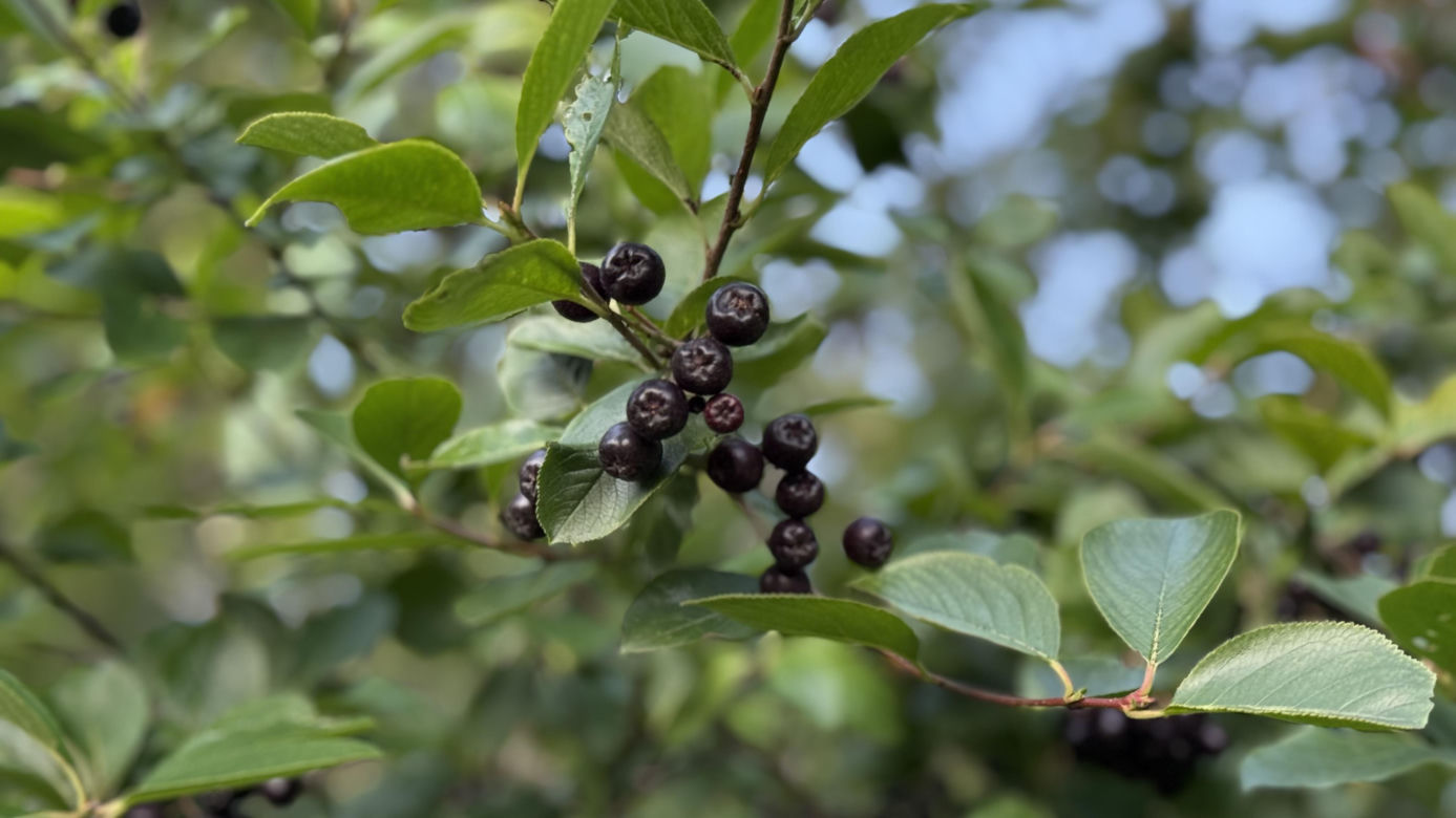 Aronia, krzew i owoce