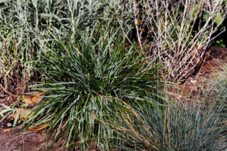 Sesleria 