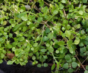 Dla wielu jest uciążliwym chwastem. Zamiast wyrywać, włącz do swojej diety!