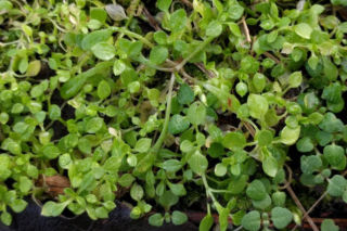 Dla wielu jest uciążliwym chwastem. Zamiast wyrywać, włącz do swojej diety!