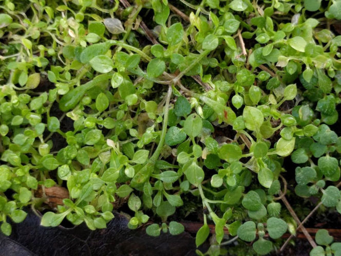 Dla wielu jest uciążliwym chwastem. Zamiast wyrywać, włącz do swojej diety!