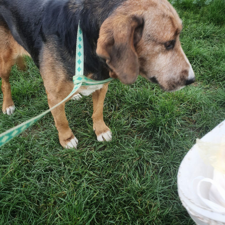 Ofiara zoofila trafiła pod opiekę wolontariuszy