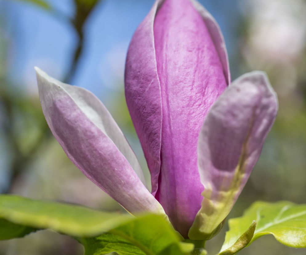 Magnolia Soulange'a 'Lennei'