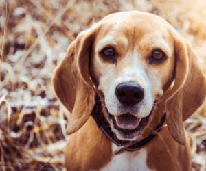 Beagle