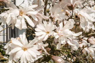 Magnolia gwiaździsta rozkwita jako pierwsza!