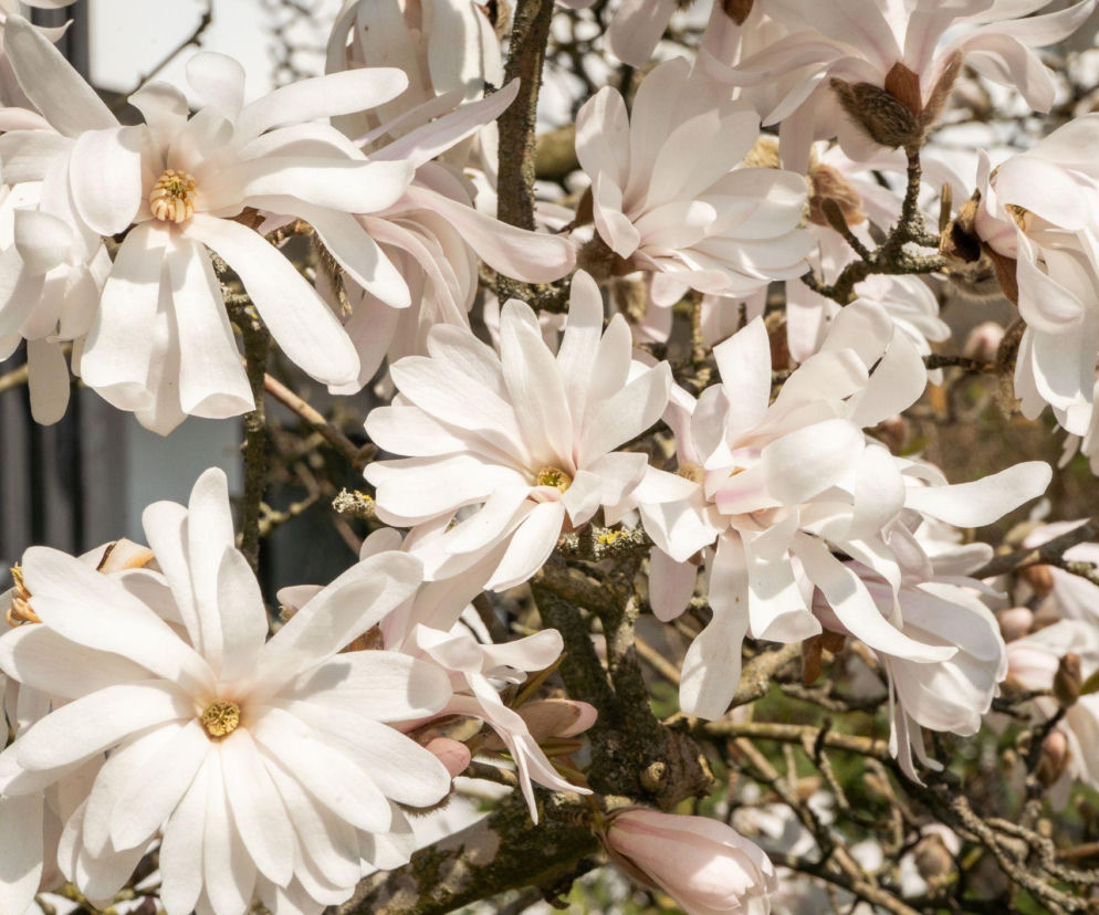 Jak szybko rośnie magnolia gwiaździsta? Sprawdź sekrety jej pielęgnacji!