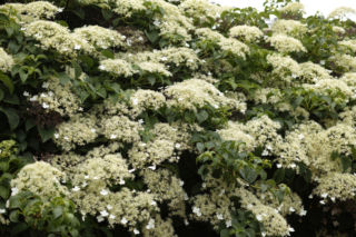 Hortensja pnąca - jak pielęgnować to piękne pnącze ogrodowe?