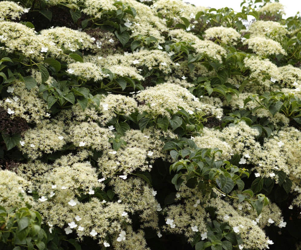 Czy hortensja pnąca potrzebuje przycinania wiosną? Sprawdź!
