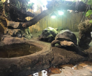 Żółwie jaja we Wrocławskim ZOO