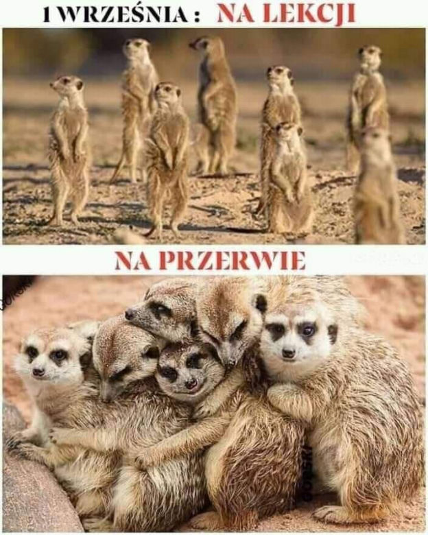 Szkoła a koronawirus: MEMY. Wrzesień w szkole w oczach internautów [ZDJĘCIA]