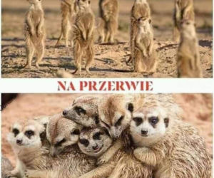 Szkoła a koronawirus: MEMY. Wrzesień w szkole w oczach internautów [ZDJĘCIA]
