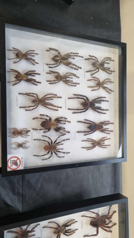 Targi Exotic Fest odbyły się w Poznaniu