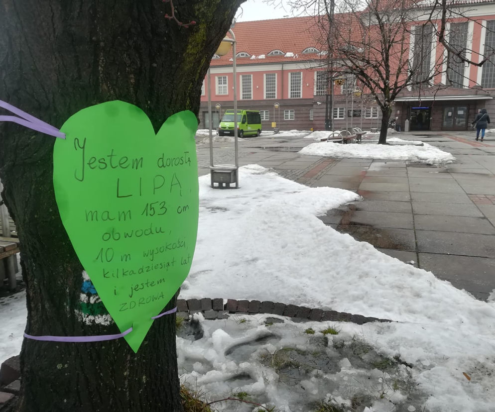 Gliwice: Miasto wycina drzewa przed dworcem PKP. Mieszkańcy protestują [ZDJĘCIA]