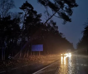 Drzewa na samochodach, zerwane dachy, brak prądu. Skutki wichury w Toruniu i okolicach