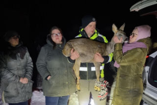 Konała w męczarniach na mrozie. Do rannej sarny przyjechali strażnicy miejscy. Po interwencji zawiadomiono policję