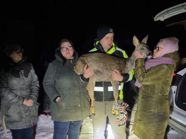Konała w męczarniach na mrozie. Do rannej sarny przyjechali strażnicy miejscy. Po interwencji zawiadomiono policję